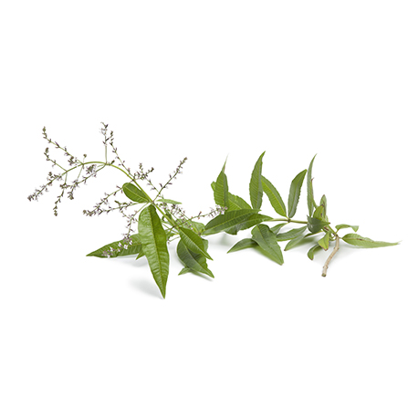 Verveine odorante